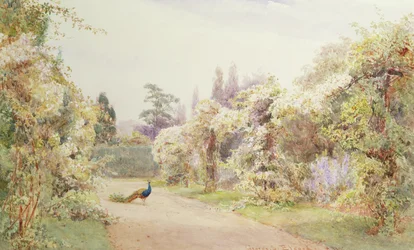 Summer Garden with a Peacock